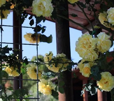 Colle Mura Morano Madonnuccia